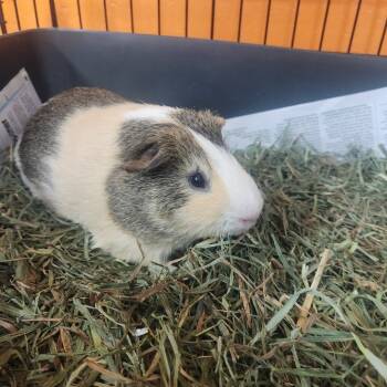 Rescue Guinea Pig Guinea Pigs for Adoption in Brockton, Massachusetts - Michelangelo | PetCurious